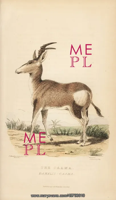: Red hartebeest, Alcelaphus buselaphus caama : Red hartebeest, Alcelaphus buselaphus caama
