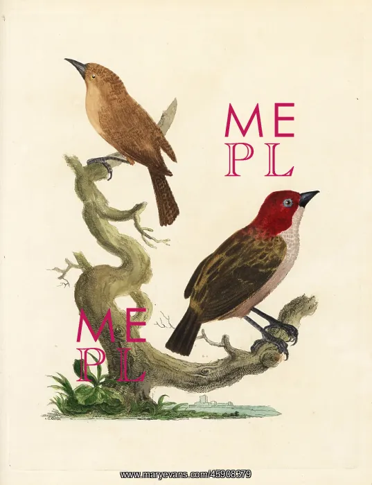 : Red-headed finch and brown warbler : Red-headed finch and brown warbler
