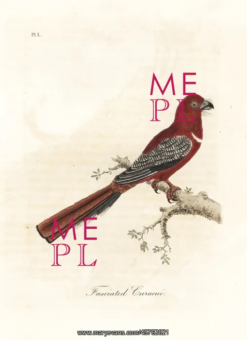 : Red-headed trogon, Harpactes erythrocephalus : Red-headed trogon, Harpactes erythrocephalus