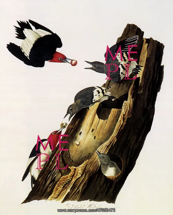  : Red-Headed Woodpecker, Melanerpes erythrocephalus