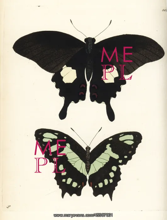 : Red helen and malachite butterfly, Papilio : Red helen and malachite butterfly, Papilio