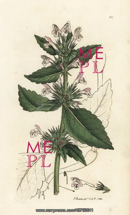 : Red hemp-nettle, Galeopsis tetrahit : Red hemp-nettle, Galeopsis tetrahit