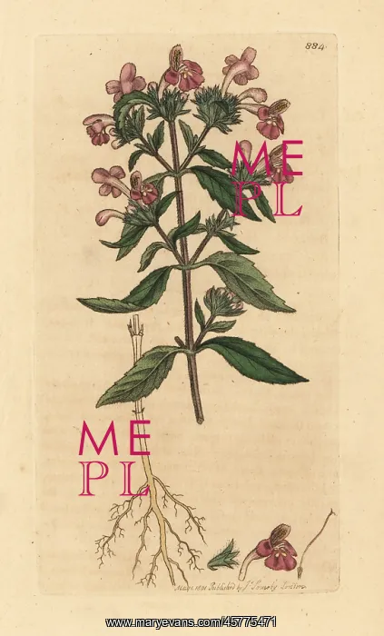 : Red hempnettle, Galeopsis ladanum : Red hempnettle, Galeopsis ladanum