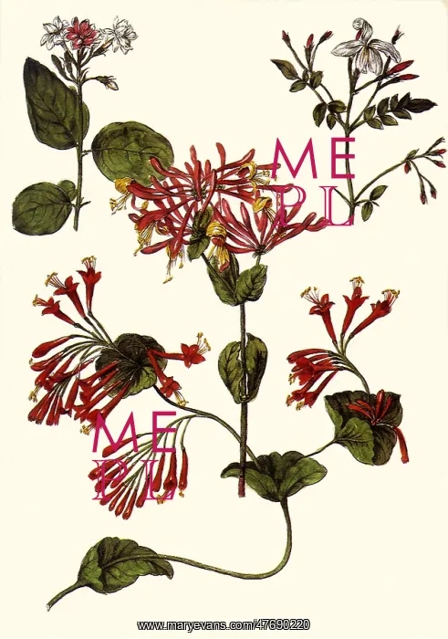 : Red Honeysuckle : Red Honeysuckle