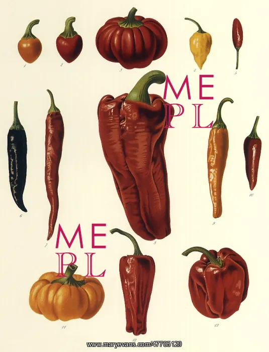  : Red Hot Chili Peppers