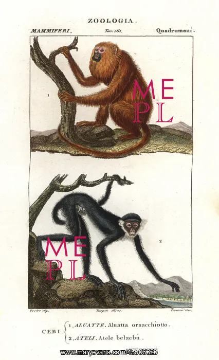 : Red howler monkey, Alouatta seniculus, and : Red howler monkey, Alouatta seniculus, and