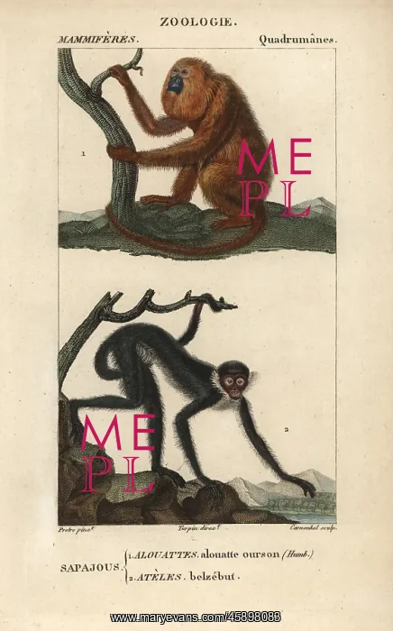: Red howler monkey, Alouatta seniculus, and : Red howler monkey, Alouatta seniculus, and