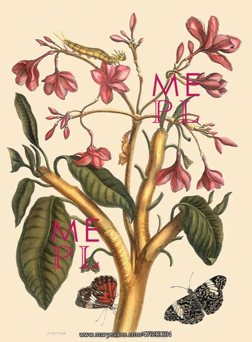  : Red Jasmine, Plumeria rubra