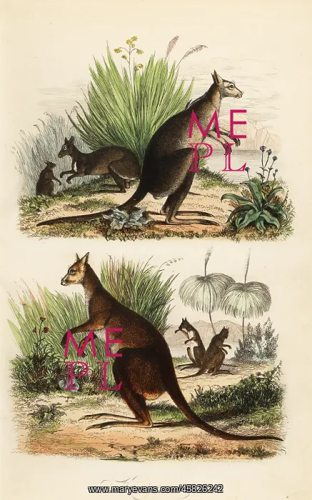 : Red kangaroo, eastern grey kangaroo and dusky wallaby : Red kangaroo, eastern grey kangaroo and dusky wallaby