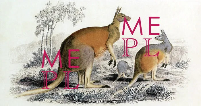  : Red Kangaroo (Kangurus langier)