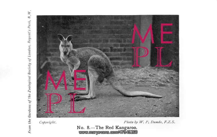  : A Red Kangaroo in London Zoo