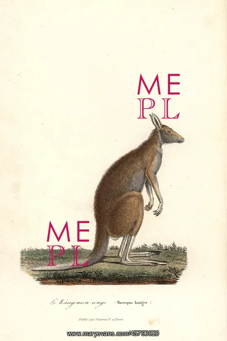 : Red kangaroo, Macropus rufus : Red kangaroo, Macropus rufus