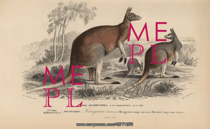 : Red kangaroo, Macropus rufus : Red kangaroo, Macropus rufus