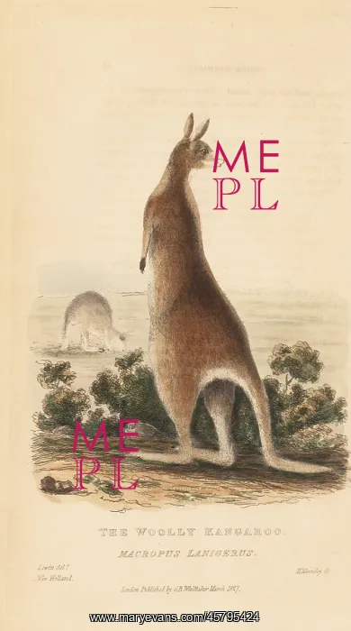 : Red kangaroo, Macropus rufus : Red kangaroo, Macropus rufus