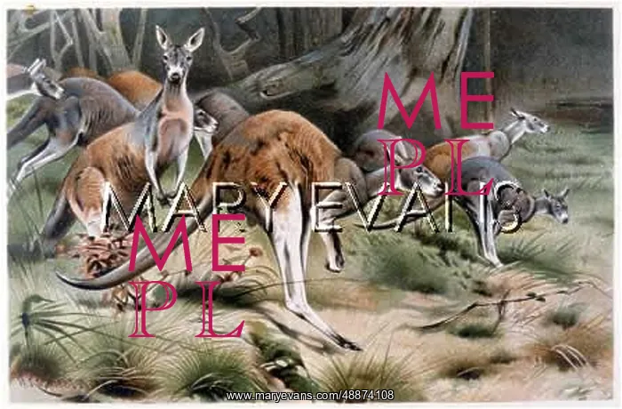 : RED KANGAROOS KUHNERT : RED KANGAROOS KUHNERT