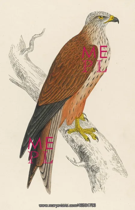: Red Kite - Bird of Prey : Red Kite - Bird of Prey