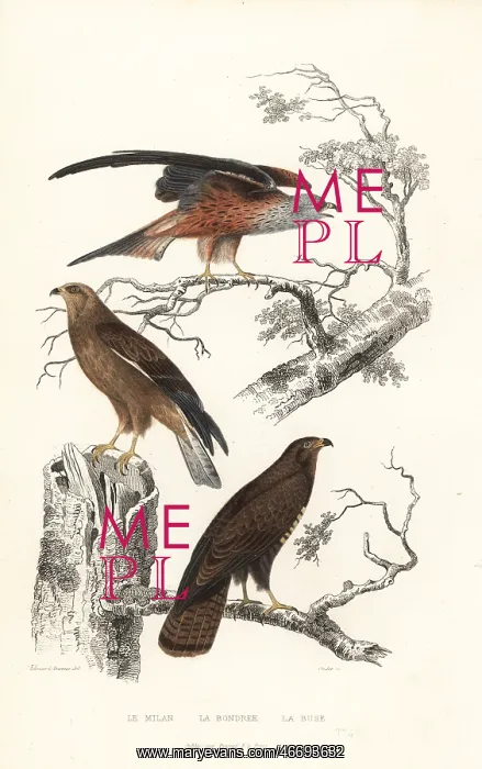 : Red kite, honey buzzard and common buzzard : Red kite, honey buzzard and common buzzard