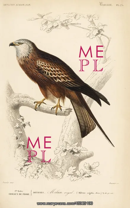: Red kite, Milvus milvus : Red kite, Milvus milvus