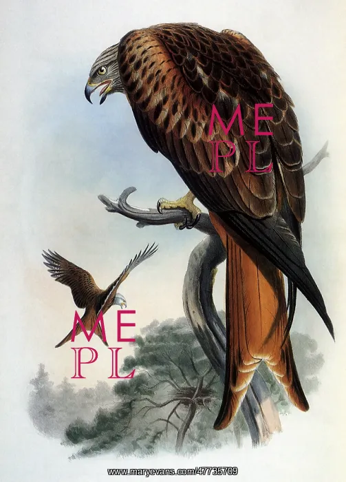  : Red Kites, Milvus milvus