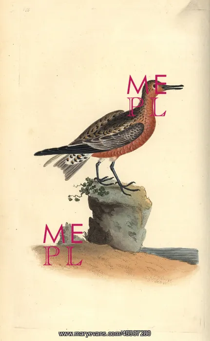 : Red knot, Calidris canutus : Red knot, Calidris canutus