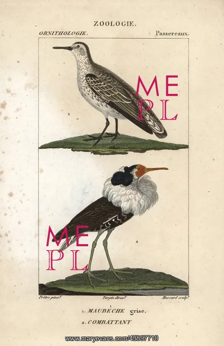 : Red knot, Calidris canutus, and ruff, Philomachus pugnax : Red knot, Calidris canutus, and ruff, Philomachus pugnax