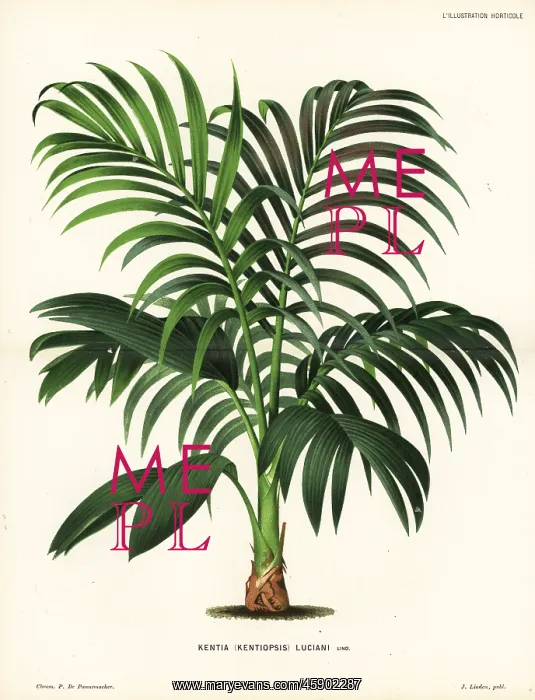 : Red leaf palm, Chambeyronia macrocarpa : Red leaf palm, Chambeyronia macrocarpa