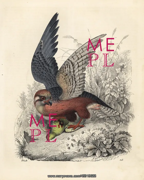 : Red legged falcon, Erythropus vespertinus : Red legged falcon, Erythropus vespertinus