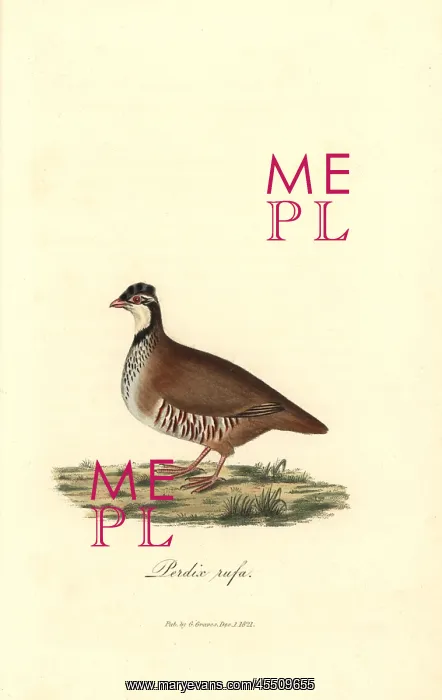 : Red-legged or Guernsey partridge, Alectoris rufa : Red-legged or Guernsey partridge, Alectoris rufa