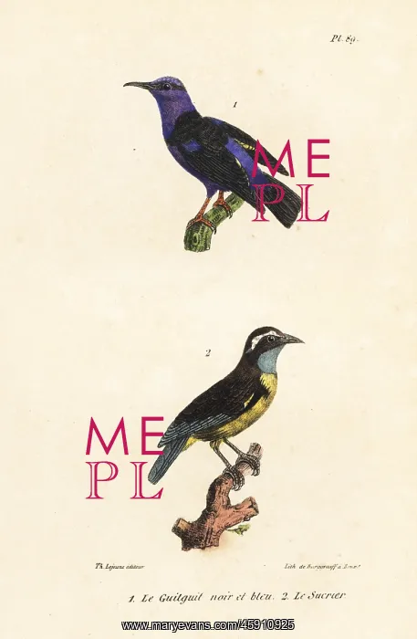 : Red-legged honeycreeper and bananaquit : Red-legged honeycreeper and bananaquit