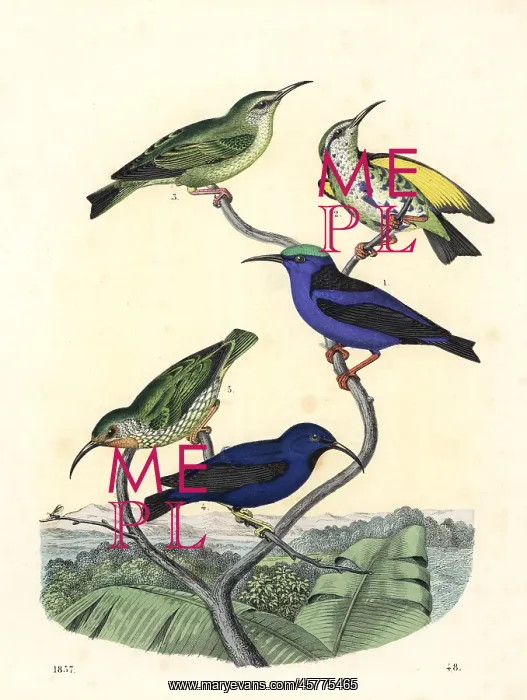 : Red-legged honeycreeper and purple honeycreeper : Red-legged honeycreeper and purple honeycreeper
