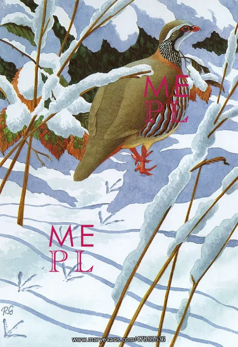 : RED-LEGGED PARTRIDGE : RED-LEGGED PARTRIDGE