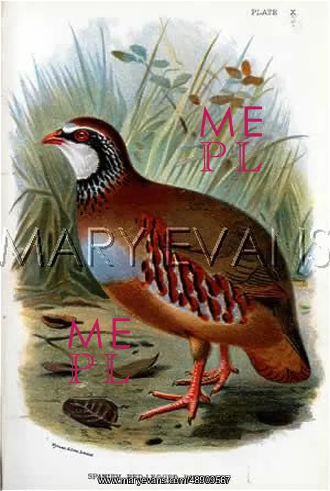 : RED-LEGGED PARTRIDGE : RED-LEGGED PARTRIDGE