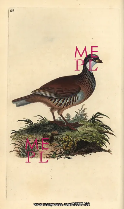 : Red-legged partridge, Alectoris rufa : Red-legged partridge, Alectoris rufa