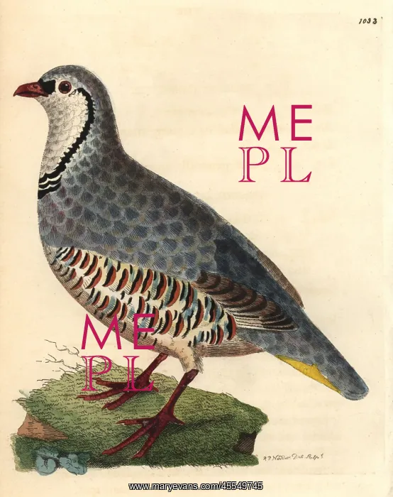 : Red-legged partridge, Alectoris rufa : Red-legged partridge, Alectoris rufa