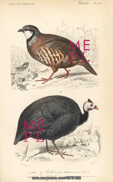 : Red-legged partridge, Alectoris rufa, and : Red-legged partridge, Alectoris rufa, and
