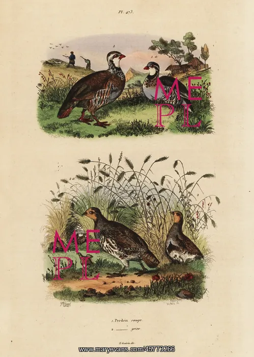 : Red-legged partridge, Lectures rufa, and grey : Red-legged partridge, Lectures rufa, and grey