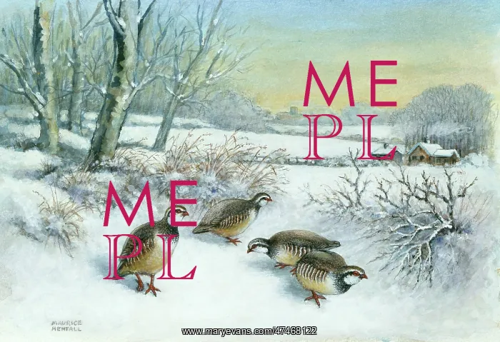  : Red Legged Partridges