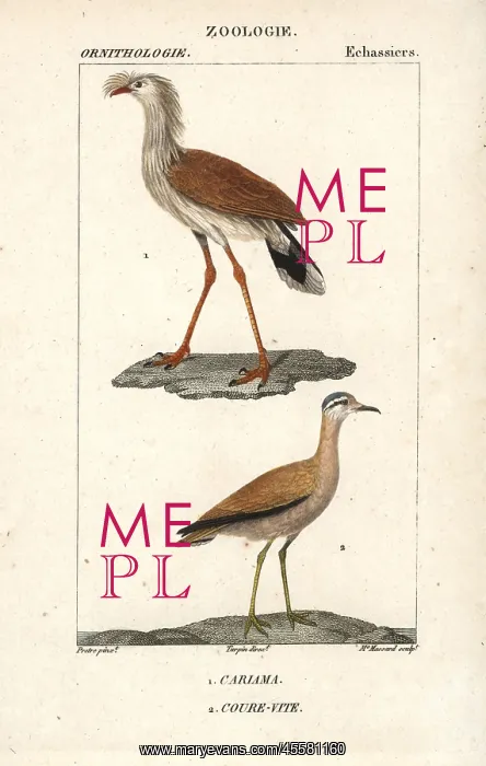 : Red-legged seriema, Cariama cristata, and cream-coloured : Red-legged seriema, Cariama cristata, and cream-coloured
