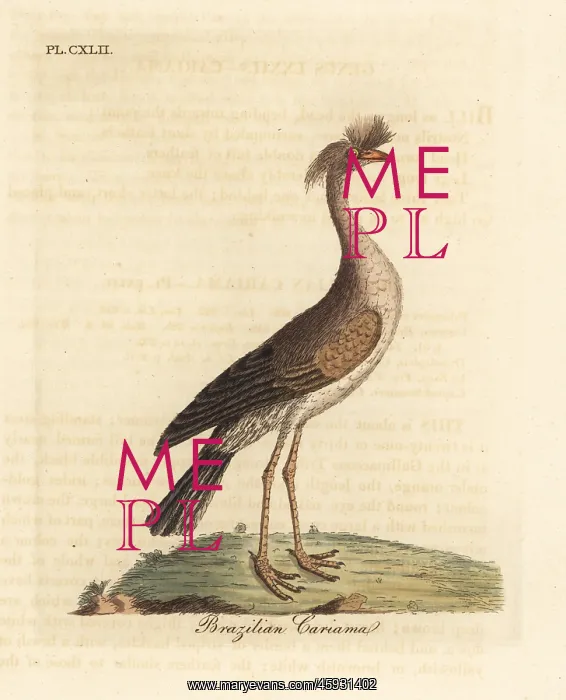 : Red-legged seriema or crested cariama, Cariama cristata : Red-legged seriema or crested cariama, Cariama cristata