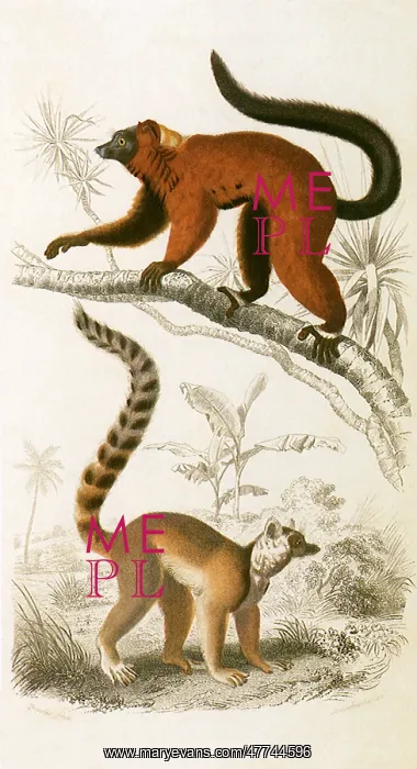 : A Red Lemur and a Ring-Tailed Lemur