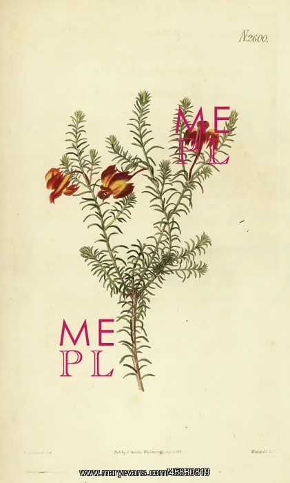 : Red leschenaultia, Lechenaultia formosa : Red leschenaultia, Lechenaultia formosa