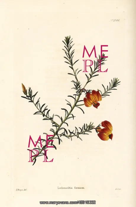: Red leschenaultia, Lechenaultia formosa : Red leschenaultia, Lechenaultia formosa