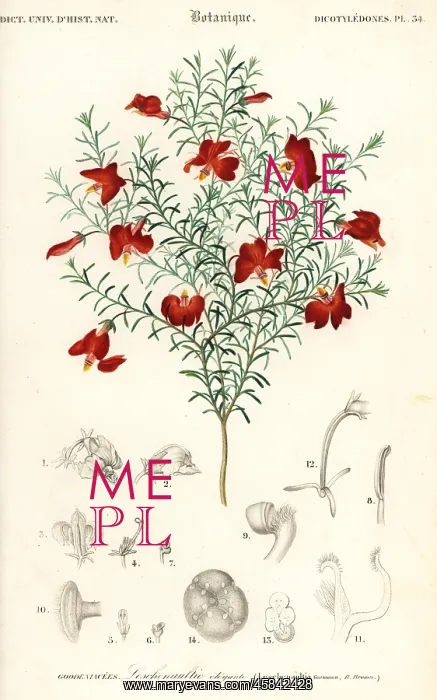 : Red leschenaultia, Leschenaultia formosa : Red leschenaultia, Leschenaultia formosa