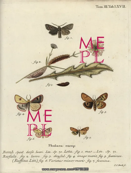 : Red-line quaker, clouded buff and flounced chestnut : Red-line quaker, clouded buff and flounced chestnut