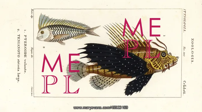 : Red lionfish and blue blanquillo : Red lionfish and blue blanquillo