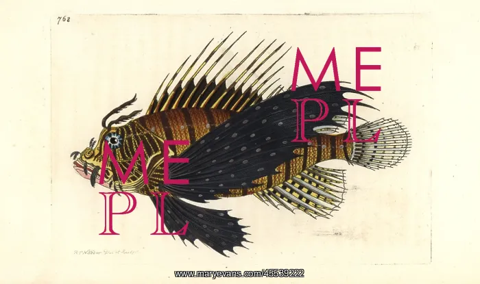 : Red lionfish, Pterois volitans : Red lionfish, Pterois volitans