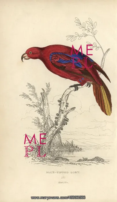 : Red lory, Eos rubra : Red lory, Eos rubra