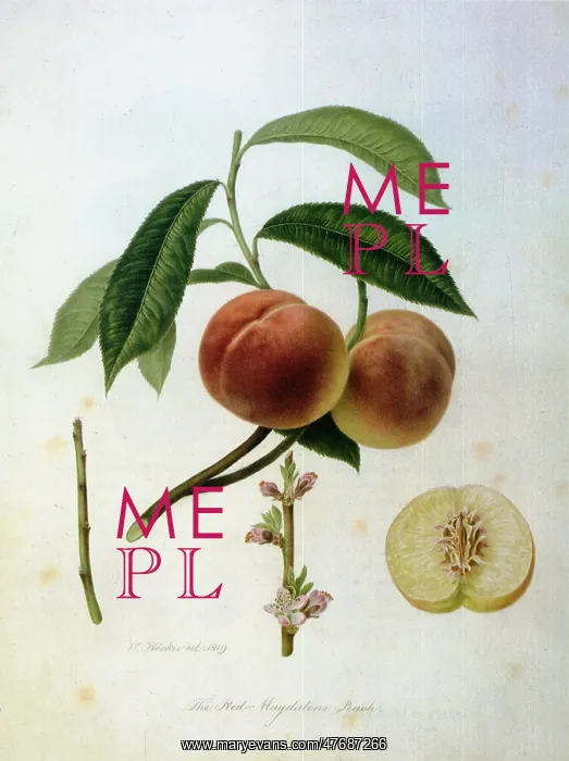  : Red Magdalene Peaches