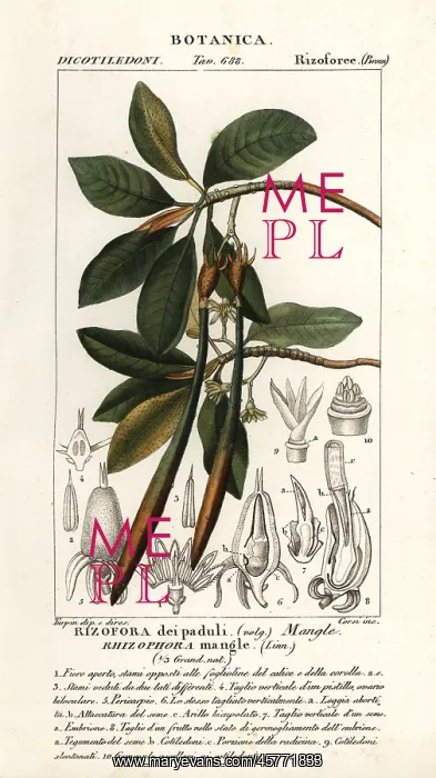 : Red mangrove, Rhozophora mangle : Red mangrove, Rhozophora mangle