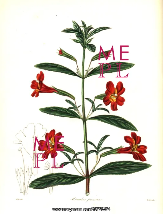 : Red monkey flower or scarlet mimulus, Mimulus puniceus : Red monkey flower or scarlet mimulus, Mimulus puniceus